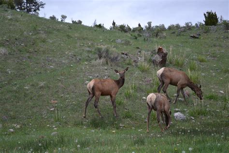 Elk - Yellowstone National Park : r/wildlifephotography