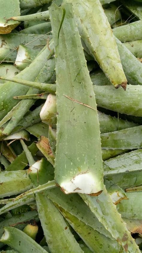 Green Pure Aloe Vera Pulp, For Face,Skin And Hair, Type Of Packaging: Loose at Rs 15/kg in Mumbai