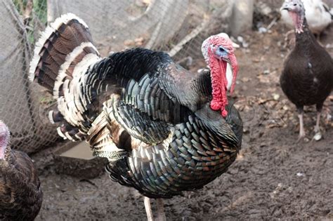 Turkey on the farm | Stock image | Colourbox