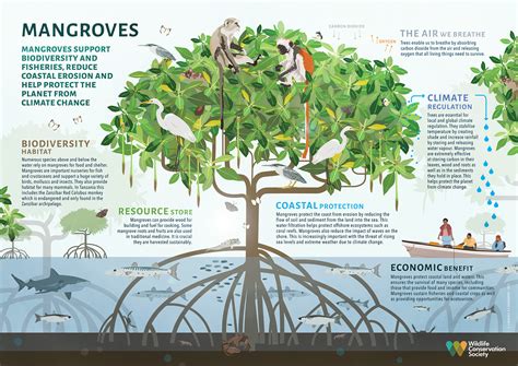 Mckee 2025 Co2 Mangrove Conservation - Moina Terrijo