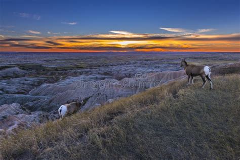 Badlands Bighorn stock image. Image of landscape, national - 46351211