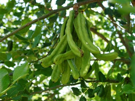 Ceratonia Siliqua Or Carob Tree: Grow A Chocolate In Your Garden | Snaplant.com