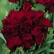 Carnation Seeds - Dianthus Caryophyllus Grenadin King of the Blacks Flower Seed