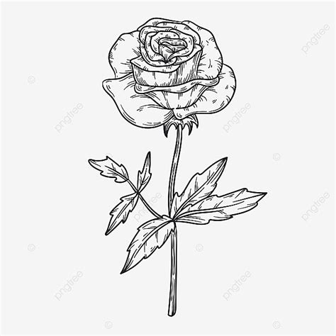 Valentines Day Flowers Roses Line Drawing, Flower Drawing, Rose Drawing ...