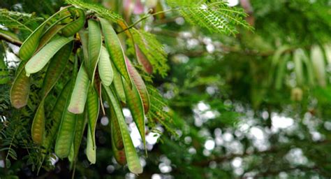 How To Start & Grow Mimosa Tree From Seed (Planting Albizia julibrissin ...