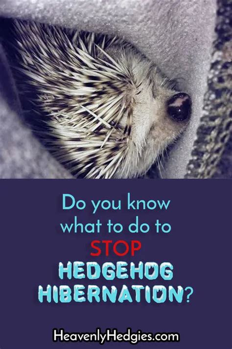 Hedgehog Hibernation Signs and Symptoms - Heavenly Hedgies