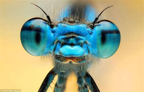 dragonfly close up HD Wallpaper | Insect eyes, Insects, Close up portraits