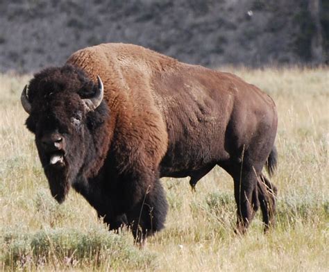 170 best images about American Buffalo/Bison on Pinterest | American ...