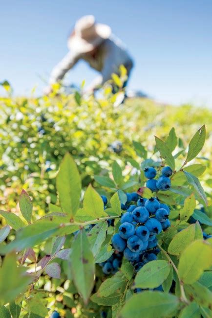 Harvesting Maine Wild Blueberries - Yankee Magazine