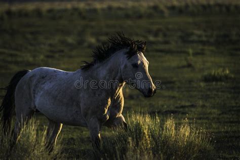 Wild Mustang stock image. Image of fauna, horse, livestock - 34865059