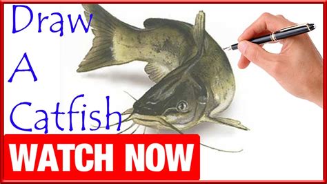 How To Draw A Catfish - Learn To Draw - Art Space - YouTube