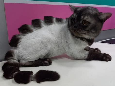 41 Wonderful Cats with Cute Haircuts (2021) – Hairstyle Camp