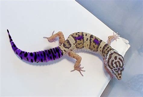 Hypo Grape Tail Leopard Gecko in 2023 | Leopard gecko, Cute gecko, Gecko