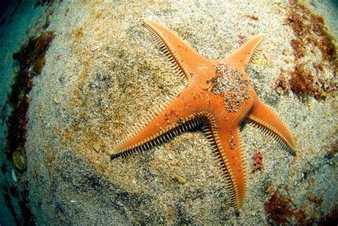 Animales que viven a distintas profundidades del mar - Oceana México