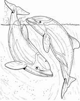 Two dolphins In The Sea Coloring Page  Free Printable Pages sketch template