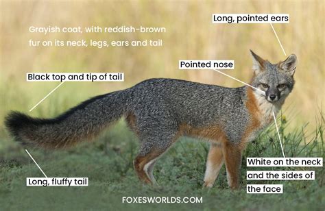 anatomy_gray_fox | Fox Facts and Information