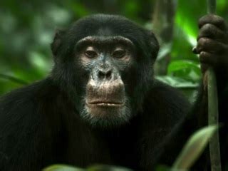 Chimp Empire - Where to Watch and Stream - TV Guide