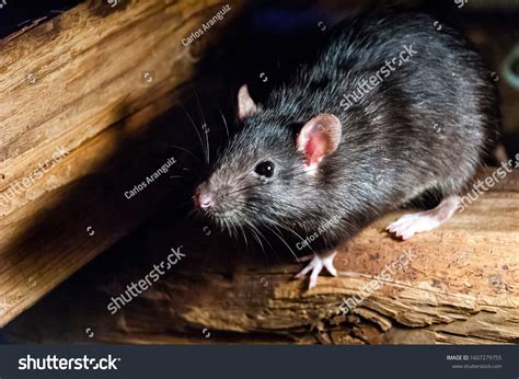 250,801 Rat Images, Stock Photos, 3D objects, & Vectors | Shutterstock