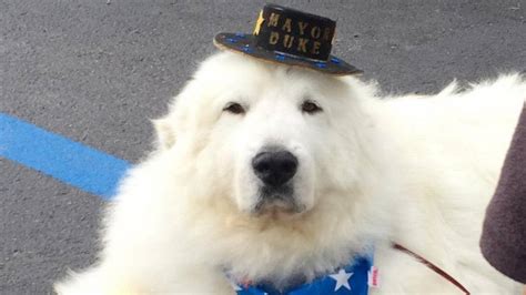 Duke the dog elected mayor for a third term in Cormorant, Minn. | Lexington Herald Leader