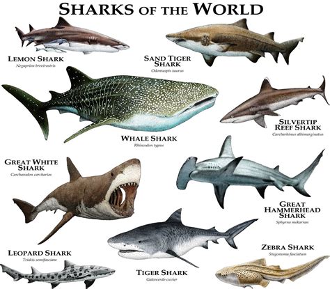 Sharks of the World Poster Print | Etsy Types Of Sharks, Species Of Sharks, Animal Species ...