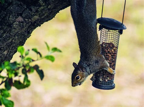 How to Whirl a Squirrel off of a Bird Feeder | WIRED