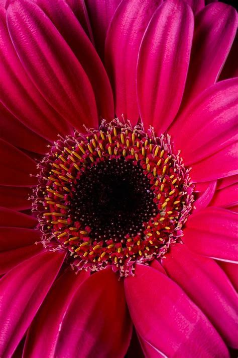 Red Daisy | Flowers photography, Organic gardening, Red daisy