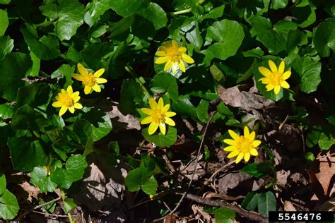 Lesser Celandine | University of Maryland Extension