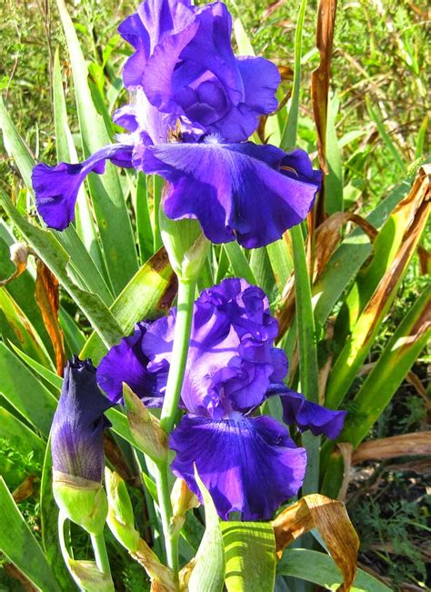 World of Irises: January 2015