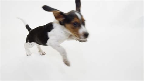 Excited Puppy Running Across Screen Stock Footage Video (100% Royalty-free) 1007655277 ...