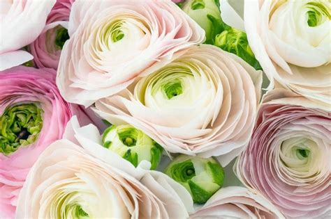 Ranunculus Flowers: From Ancient Origins to Modern Meanings - Petal ...