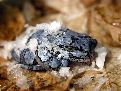 Alaskan Wood Frog Facts, Habitat, Diet, Adaptations, Pictures ...