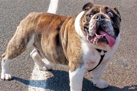 How Do I Know If My English Bulldog Is Happy & Loves Me? (16 Signs)