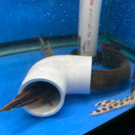 Fire eel for sale - Exotic Fish Shop - 774-400-4598