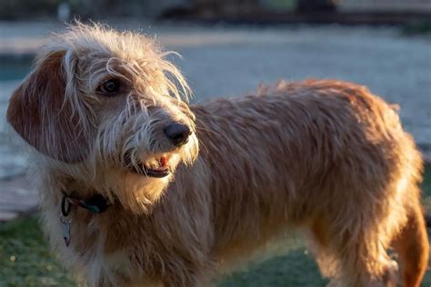 Bassetoodle: Basset Hound Poodle Mix | PoodleHQ