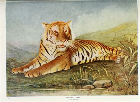 Bengal Tiger Painting by Philip Ralley - Fine Art America