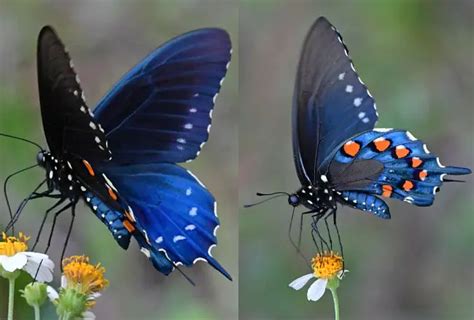 40 Different types of beautiful Blue Butterfly species - EnviEarth