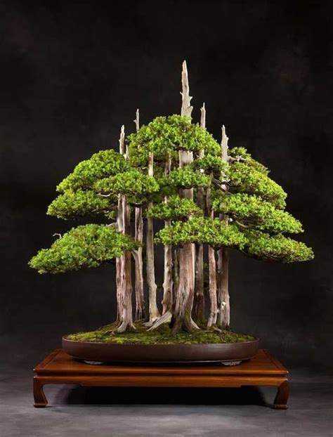 Bonsai juniper grouping, or grove. Love the support table. | Bonsai tree types, Bonsai tree ...