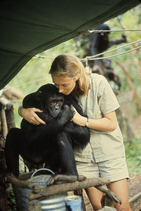 Jane Goodall | National Geographic Society | Jane goodall, Wildlife biologist, Chimpanzee