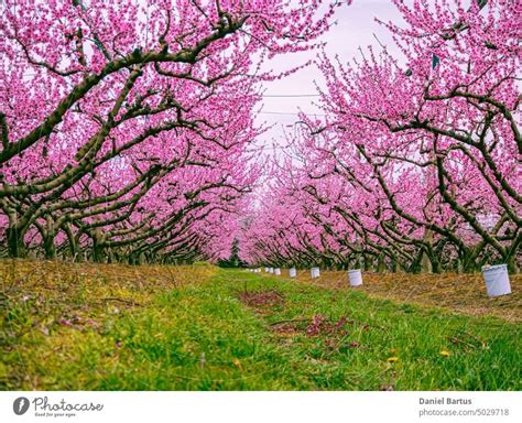 Blooming peach trees in the orchard - a Royalty Free Stock Photo from Photocase