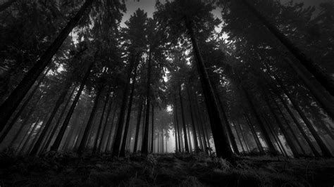 dark forest | Dark wood wallpaper, Forest wallpaper, Dark tree