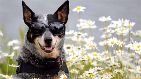 Funny Dog Wearing Glasses Full Wallpapers HD / Desktop and Mobile Backgrounds