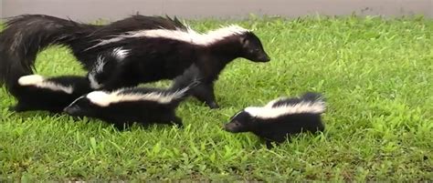 Baby skunk removal