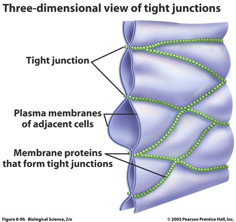 Intercellular Functions - Organelles