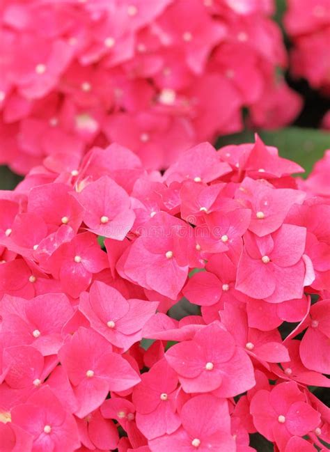 Pink hydrangea flower stock photo. Image of flora, macro - 31159090