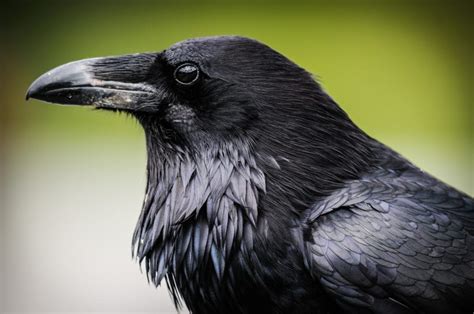 Crow Symbolism | Crow Meaning | Myths and Legends About the Crow | by ...