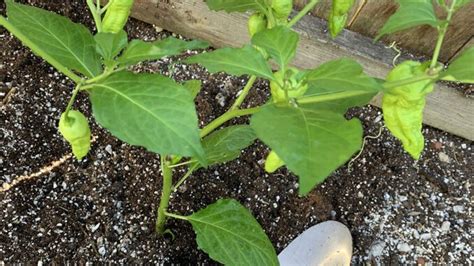 Hot Pepper Growing Tips - GROZINE