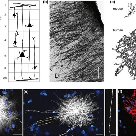 (PDF) Human astrocytes: structure and functions in the healthy brain