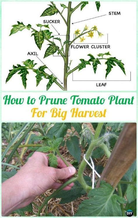 3+ Amazing Pruning your Tomato Plants Ideas | Growing tomato plants, Tomato pruning, How to ...