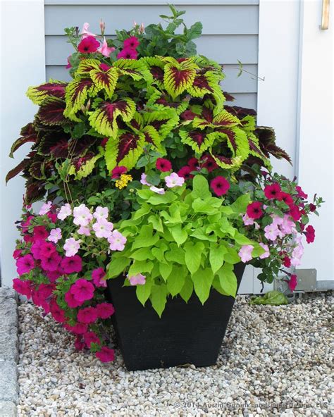 HeyPlantMan! Exotic Tropical Plants from St. Pete FL: Summer Market Coleus, Succulents and More