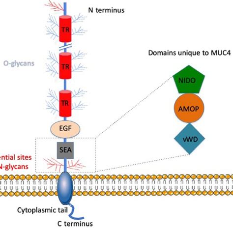 Structure of a secreted mucin. Schematic representation of a secreted ...